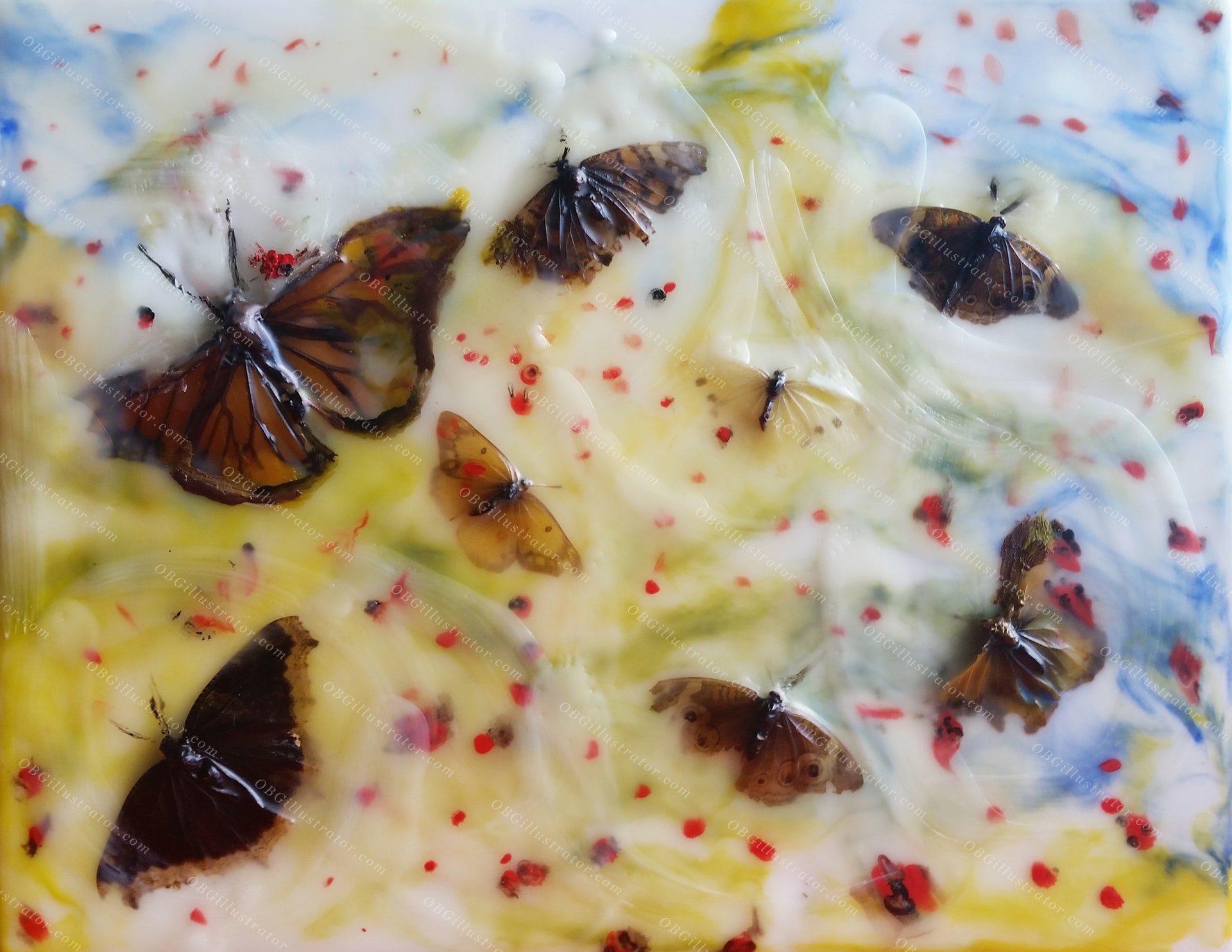 My Butterfly Collection