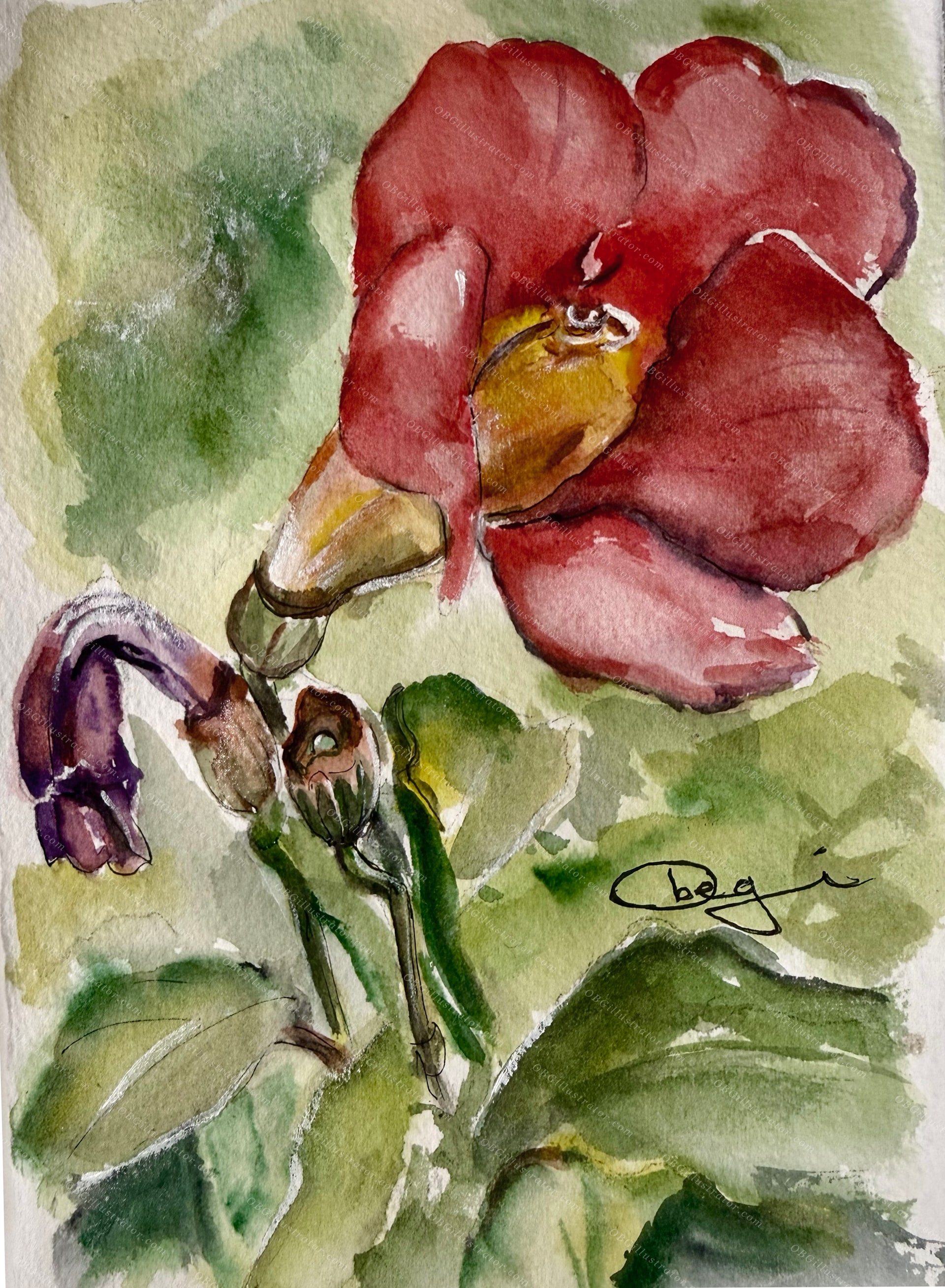 Crimson Canna