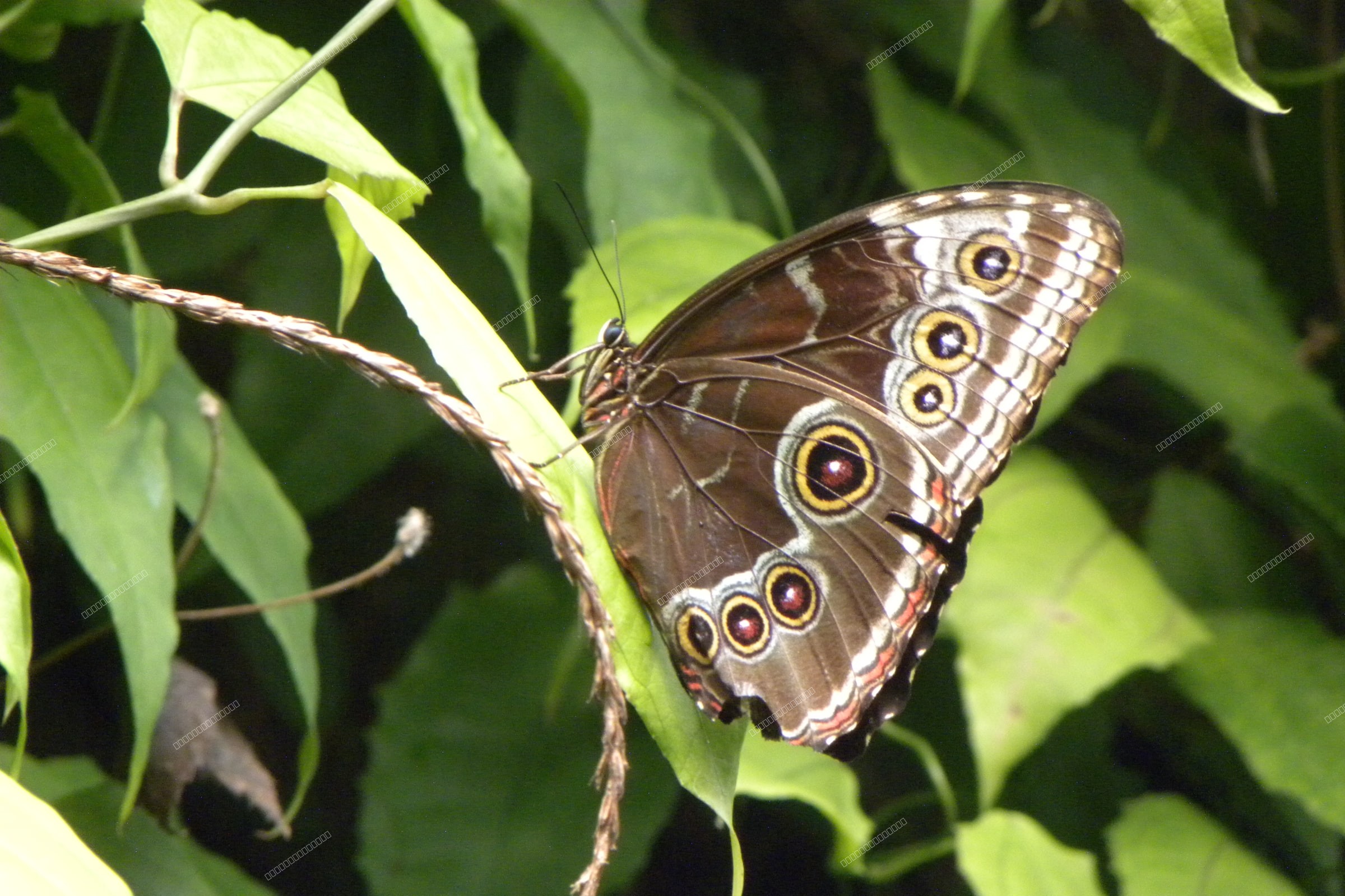 Blue Morpho's Secret Eyes