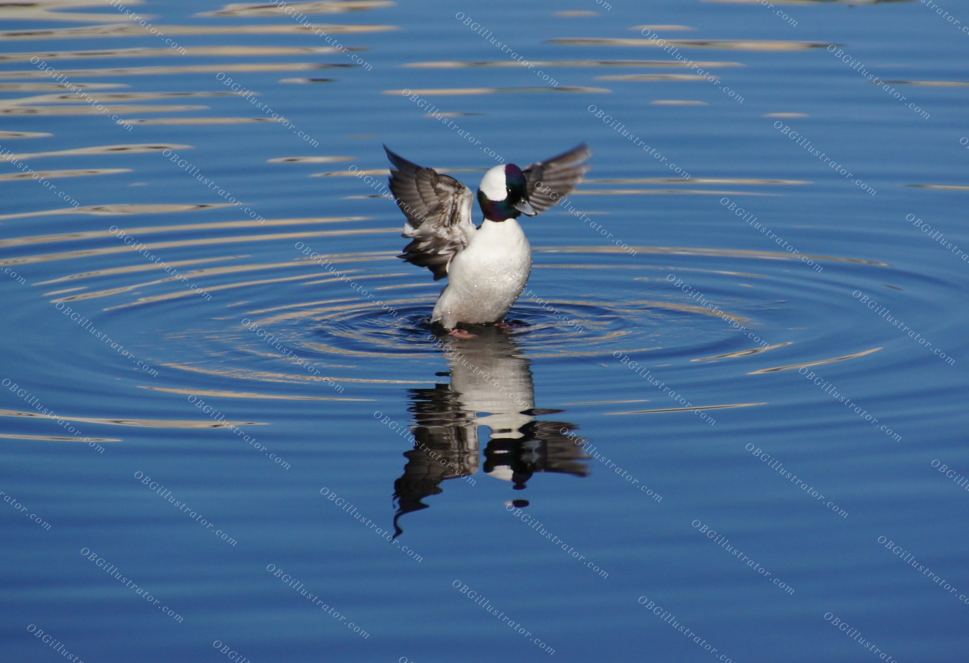 Bufflehead Ballet