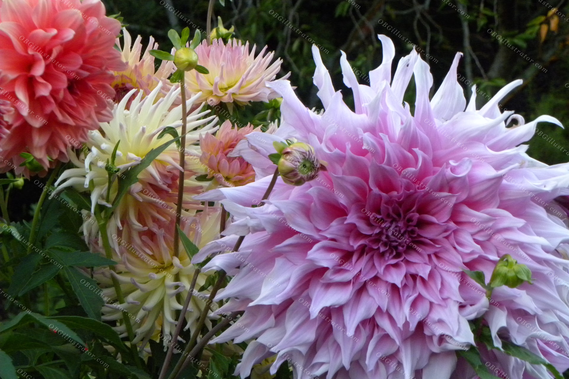 Dahlia Symphony
