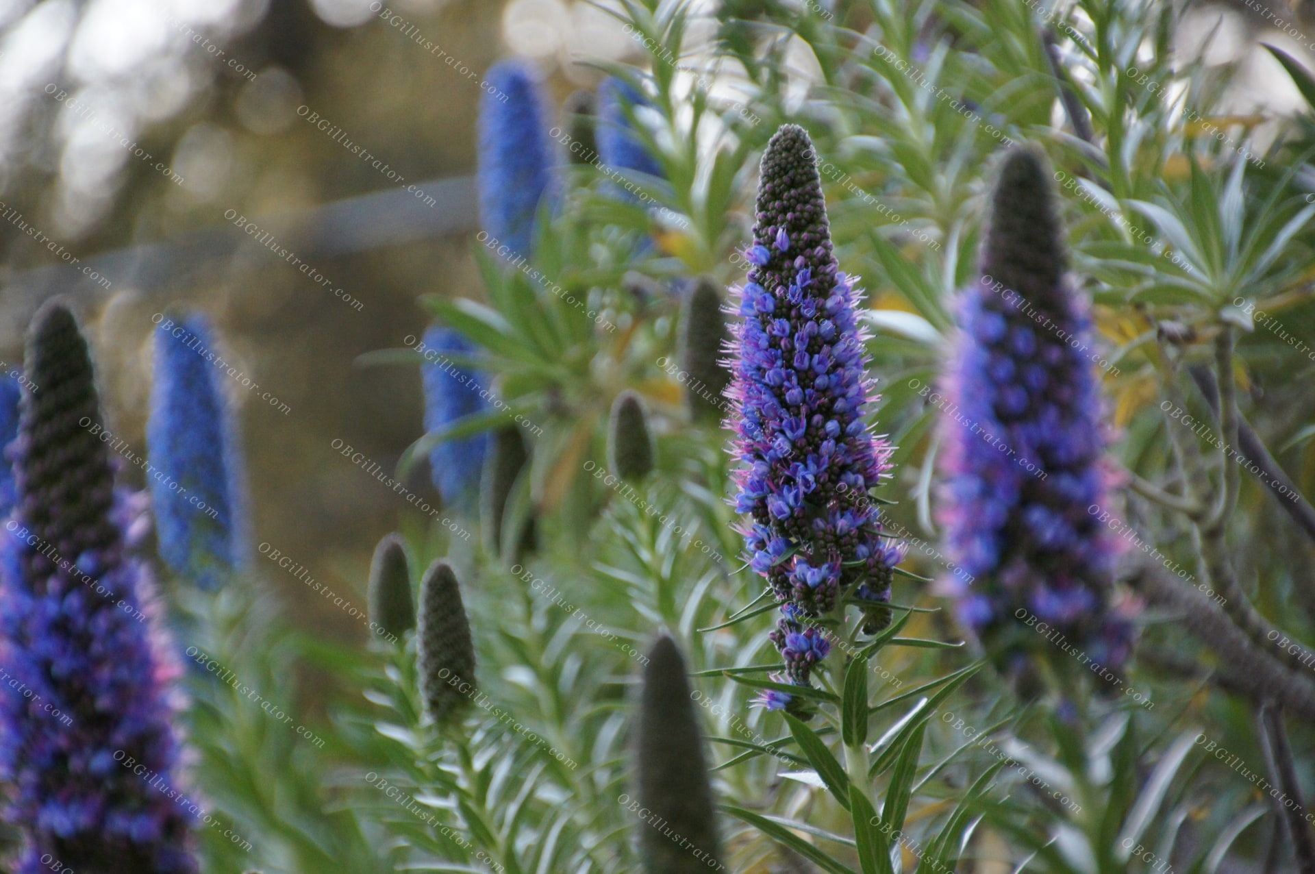 Jewels Of Pride Of Madeira