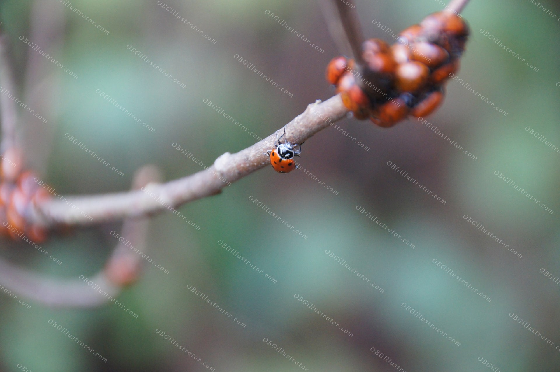 Ladybug On Winter Branch