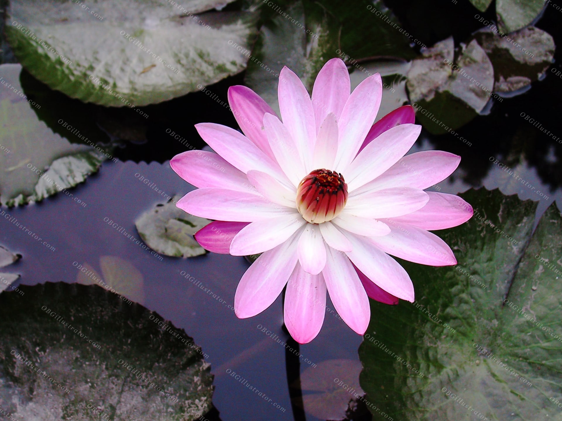 Lotus Serenity