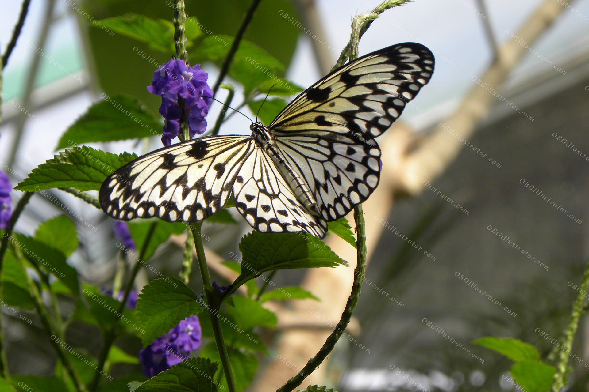 Paper Kite In Bloom