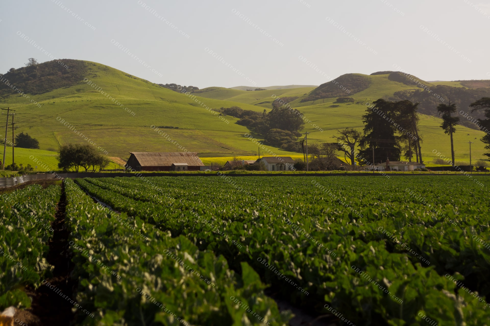 Spring Fields Of San Luis Obispo