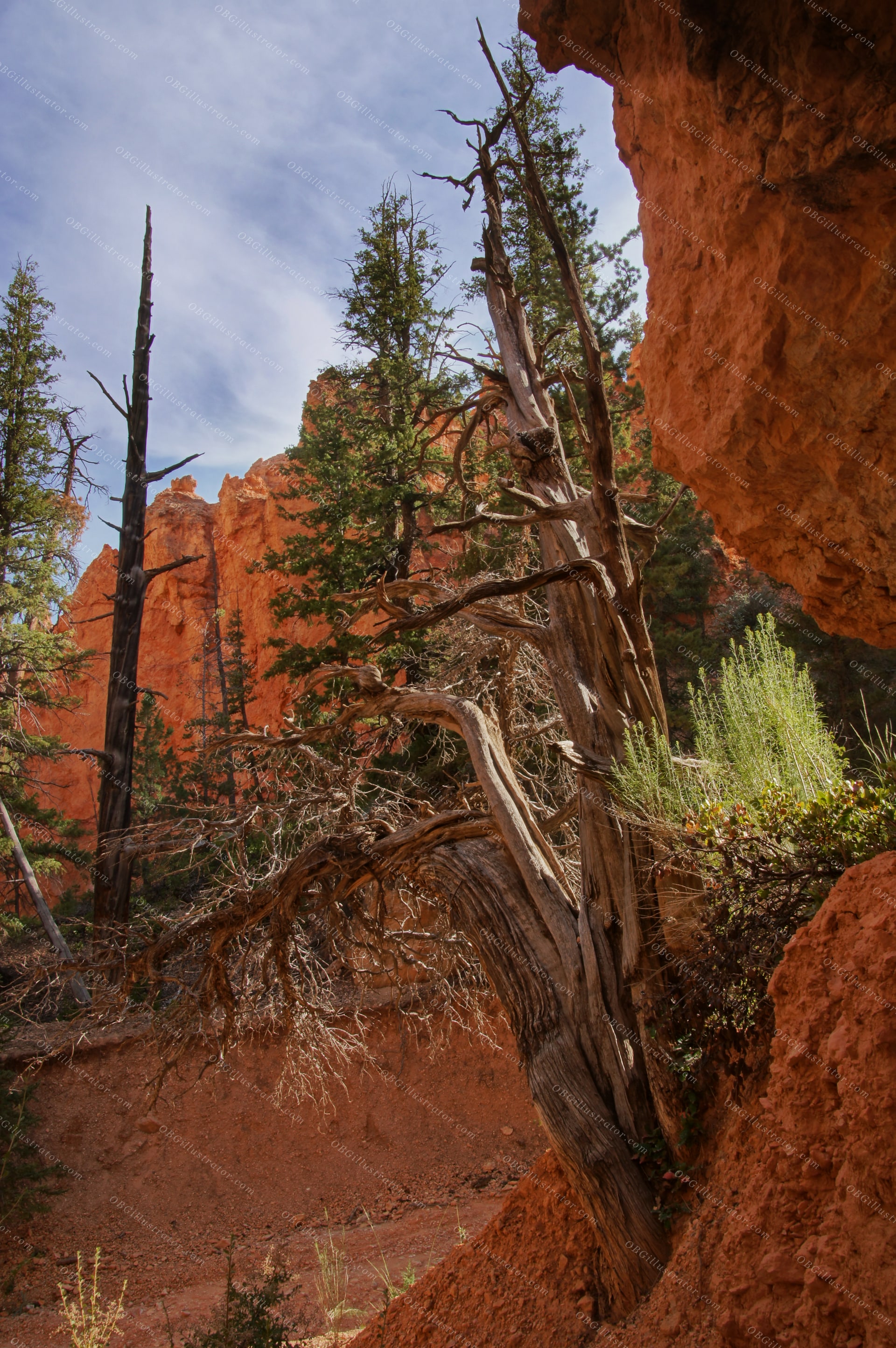 Twisted Survivor Of The Canyon